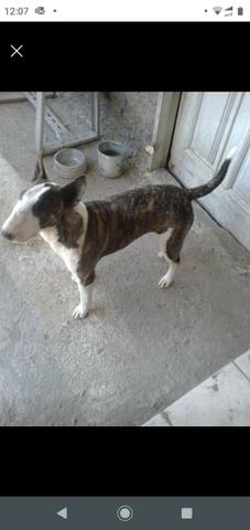Cão bullterrier