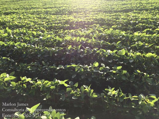 Fazenda em Mundo Novo! - Foto 13
