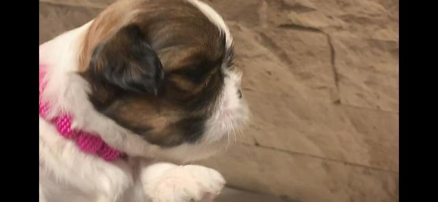 Vende se Filhotes de Shih Tzu - Foto 6