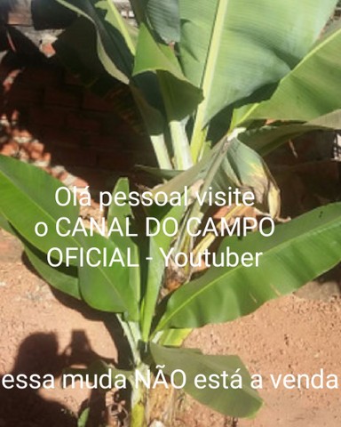 Muda de banana maçã Olá pessoal visite o CANAL DO CAMPO CC -YouTube