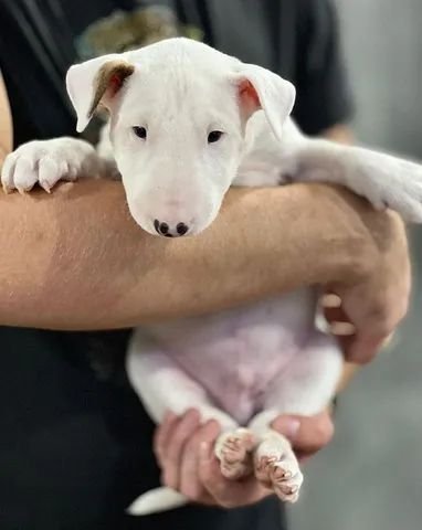 Super Filhotes de Bull Terrier Ja Disponiveis