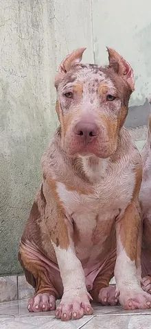 Pit Monster: Macho, Tri Chico Merle, 7 meses  - Foto 2