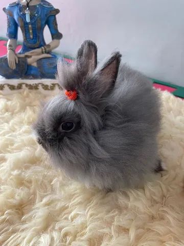 Coelhos mini ou Anão - Foto 2
