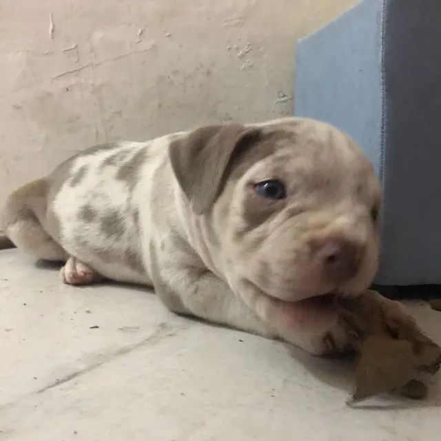 Filhote de American Bully pocket Merlin 3500 machos Cachorros e