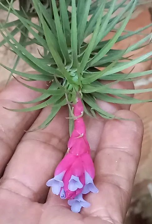 Brómelias Lindas para seu Jardim - Foto 2