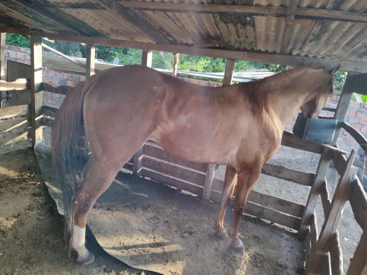 Égua quarto de milha - Foto 3