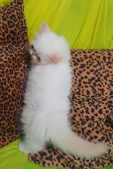 Filhote de gato persa-Guardiões do Vale - Foto 2