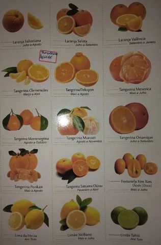 Mudas frutíferas a pronta entrega vem nos visitar  - Foto 2