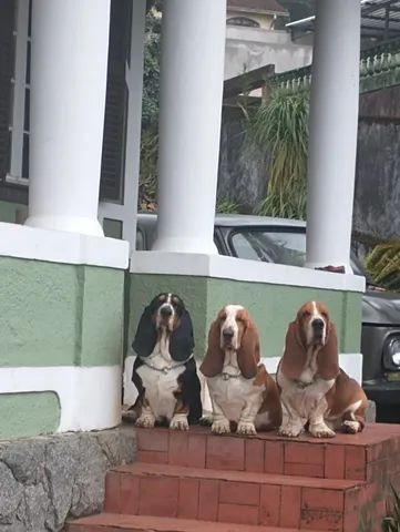 Harga cheap basset hound