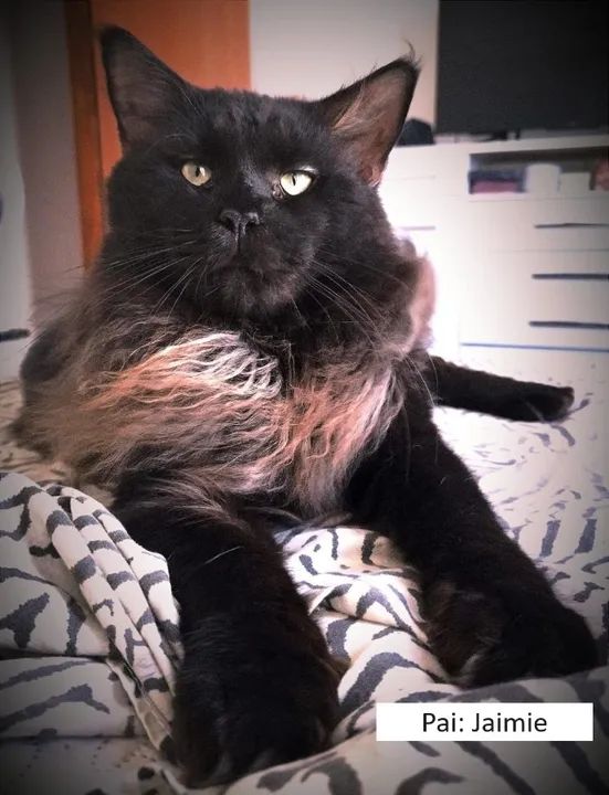 ***Promoção***Filhotes de Gatos Maine Coon