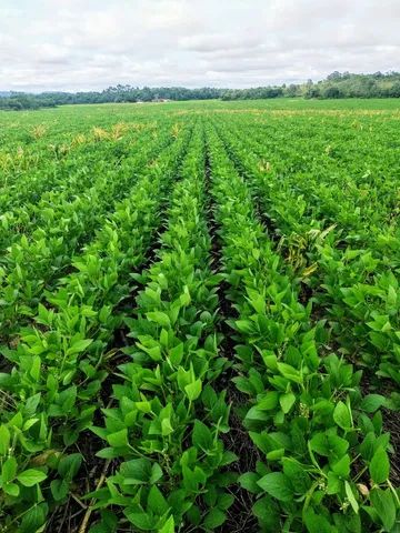 Fazenda em Goiatins-TO. Lavoura. - Foto 4