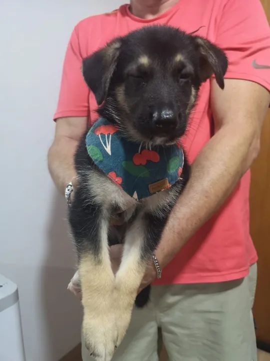 Filhote de Pastor Alemão - Foto 2