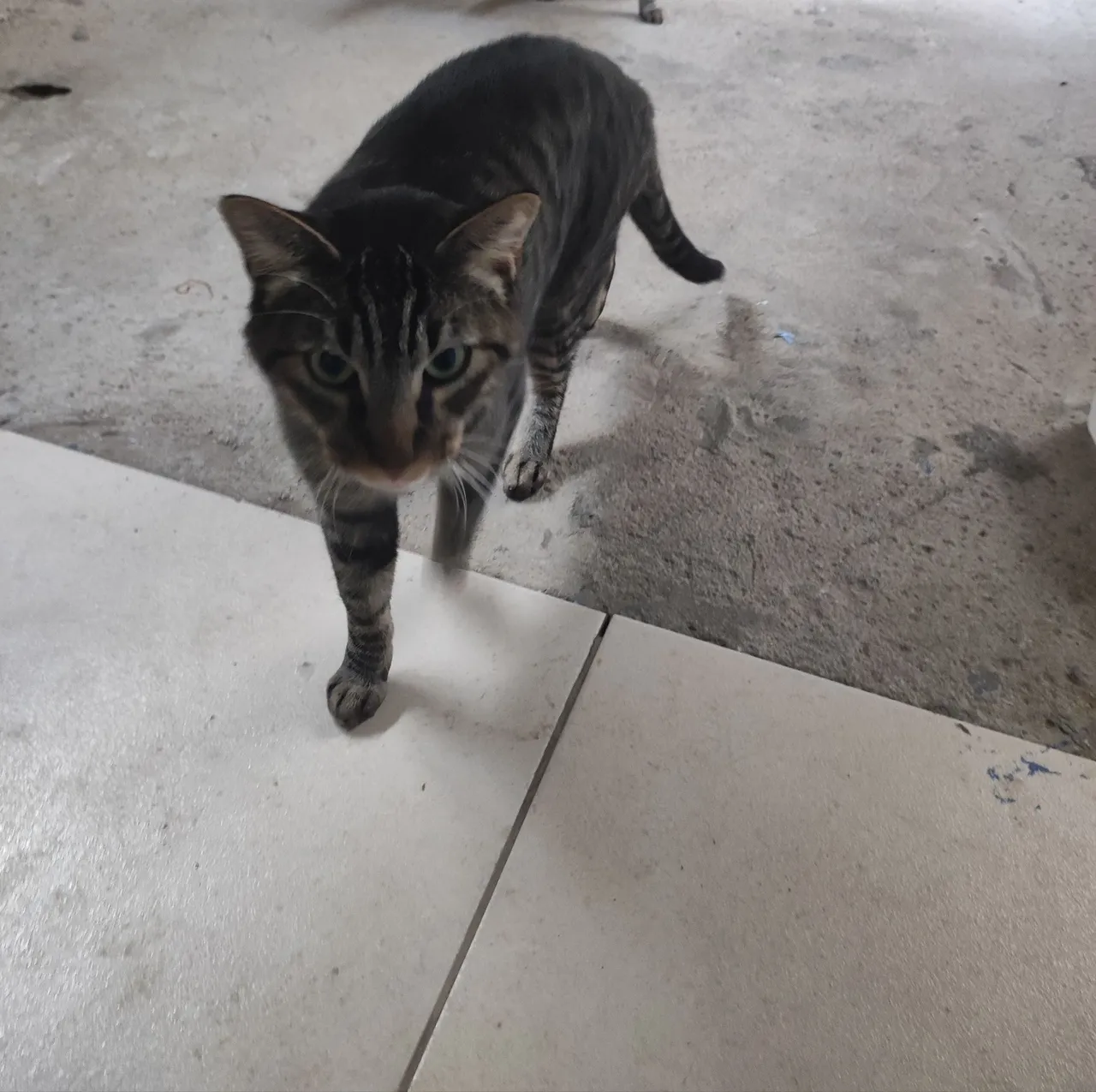 Gatinho para Adoção