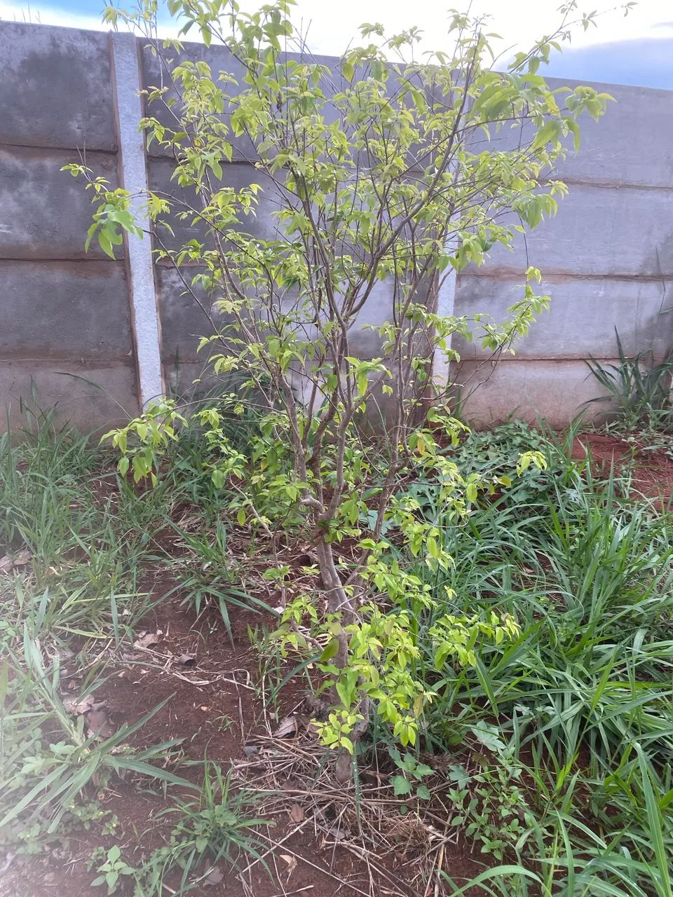 Lotão Mini chácara - Foto 6