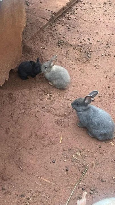 Filhotes de coelho  - Foto 3