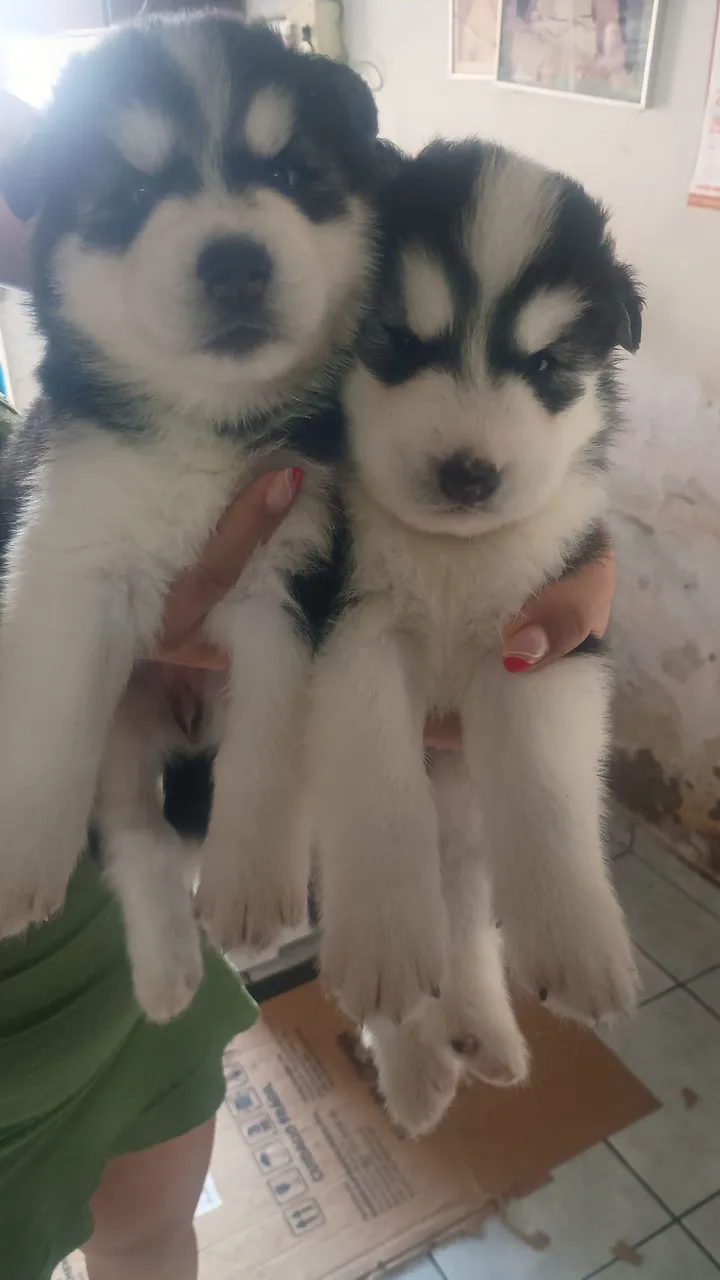 Filhotes de Husky Siberiano