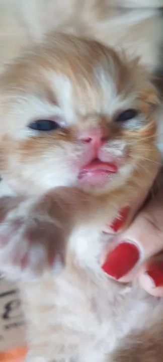 Gatinho persa  - Foto 4