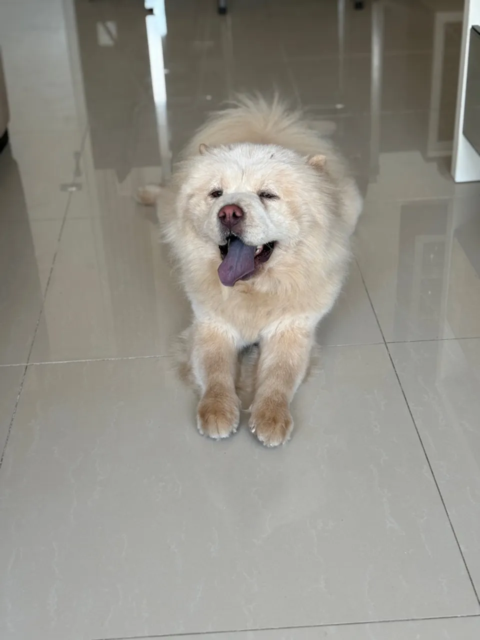 Chow Chow para doação 