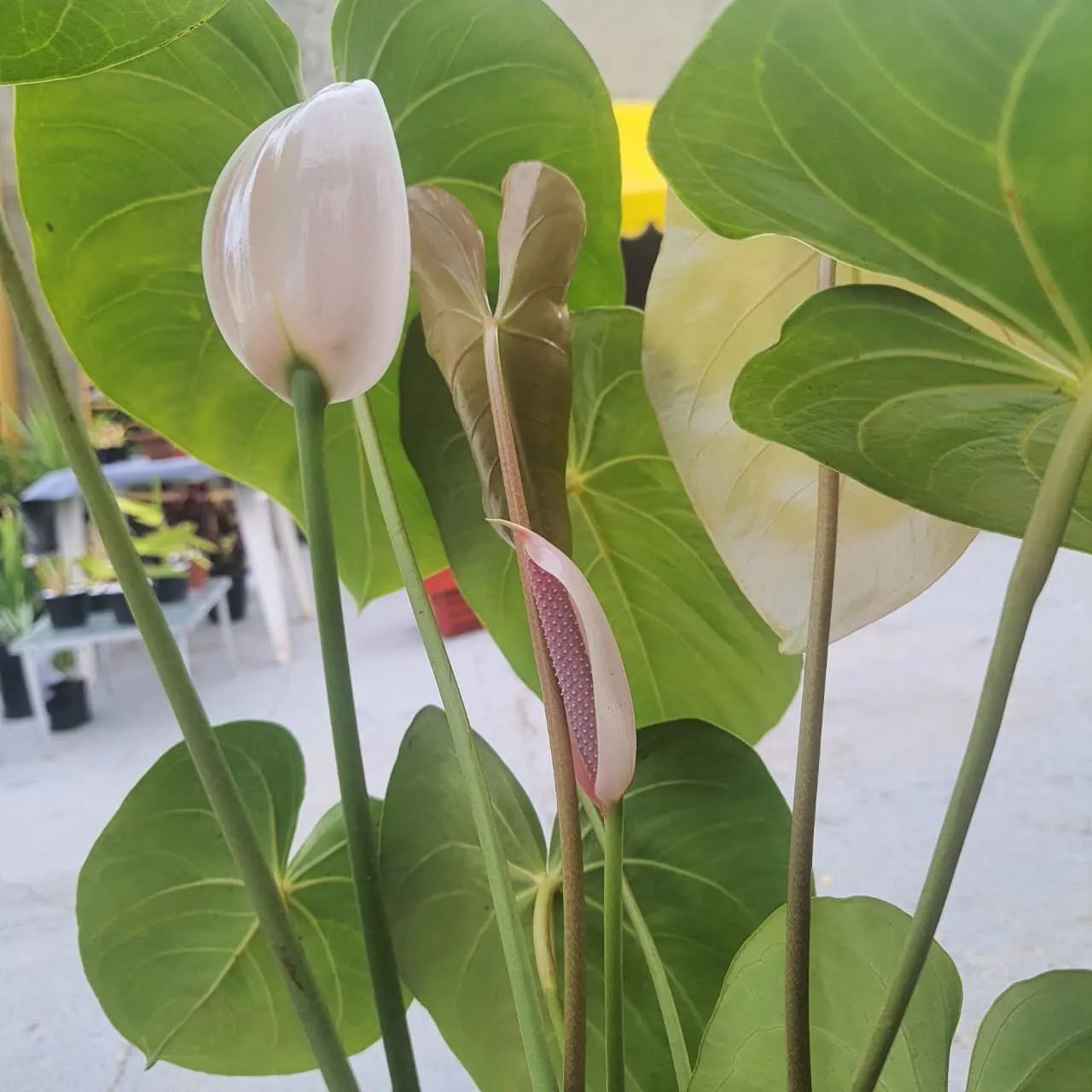 Planta Anturio com Mini espada de São Jorge - Foto 2