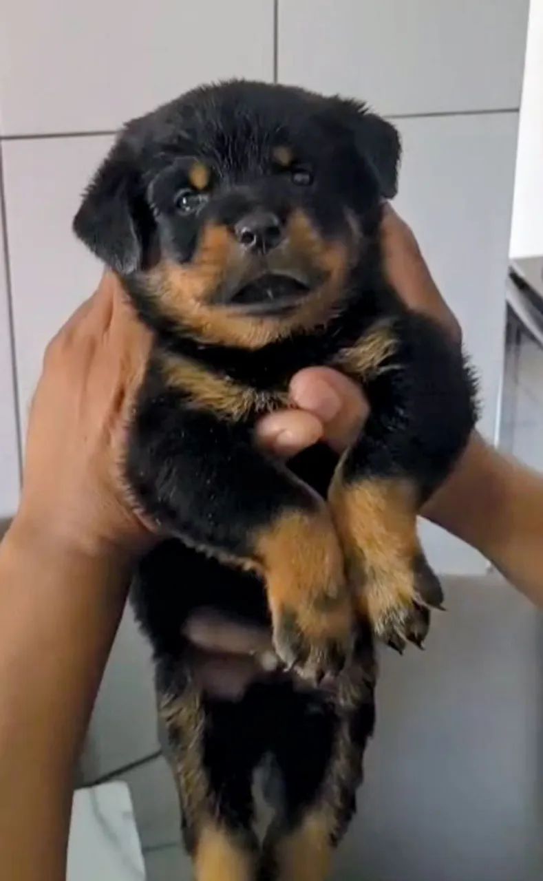 Rottweiler  - Foto 2