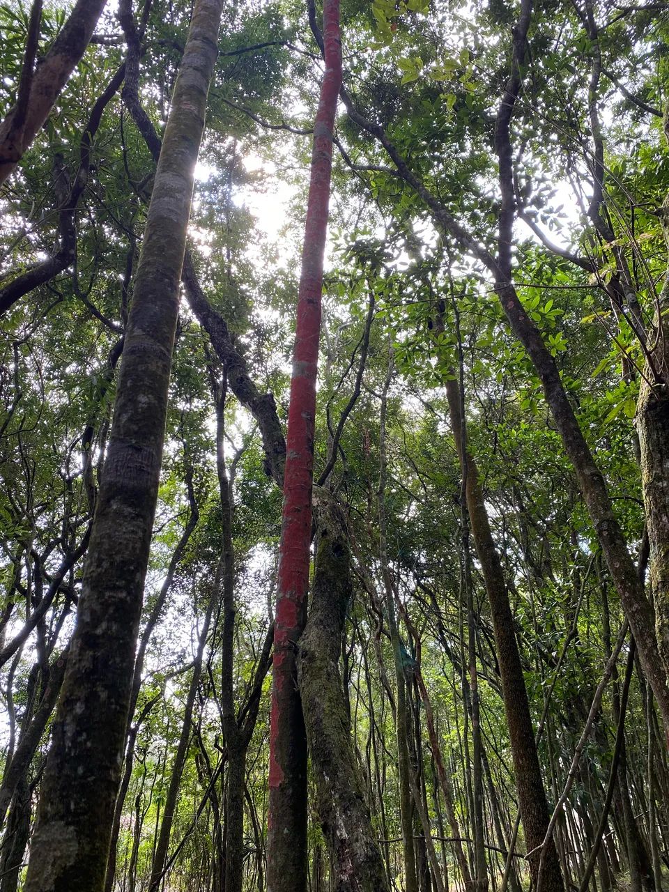Foto - Santana de Parnaíba - Alphaville