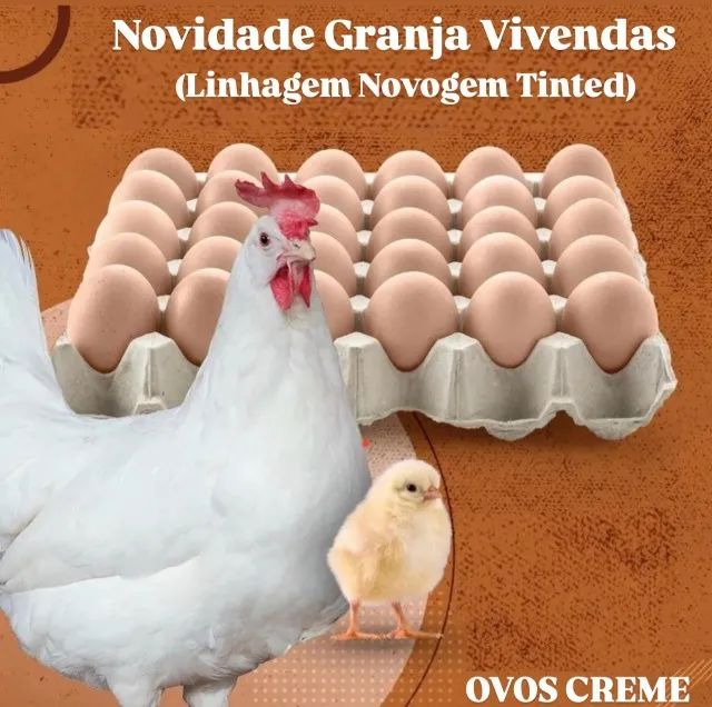 Granja Vivendas - Frangas Isabrown - Dekalb White - Novogen Tinted - Foto 6