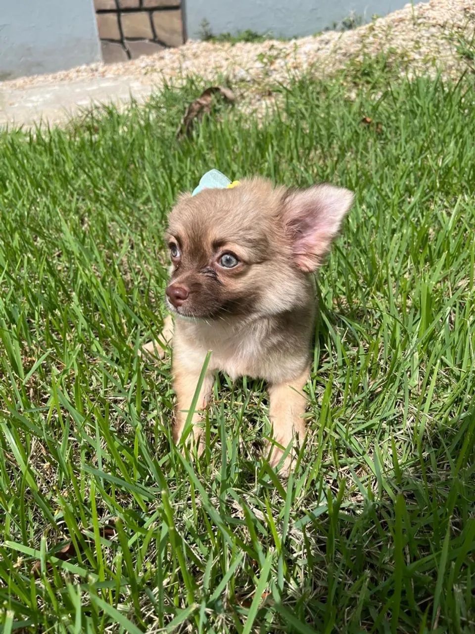 Fêmea chihuahua disponível a pronta entrega!