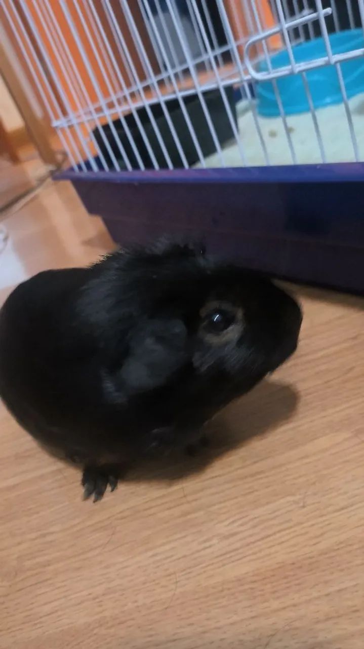 Porquinho da índia preto fofinho para adoção - Foto 4