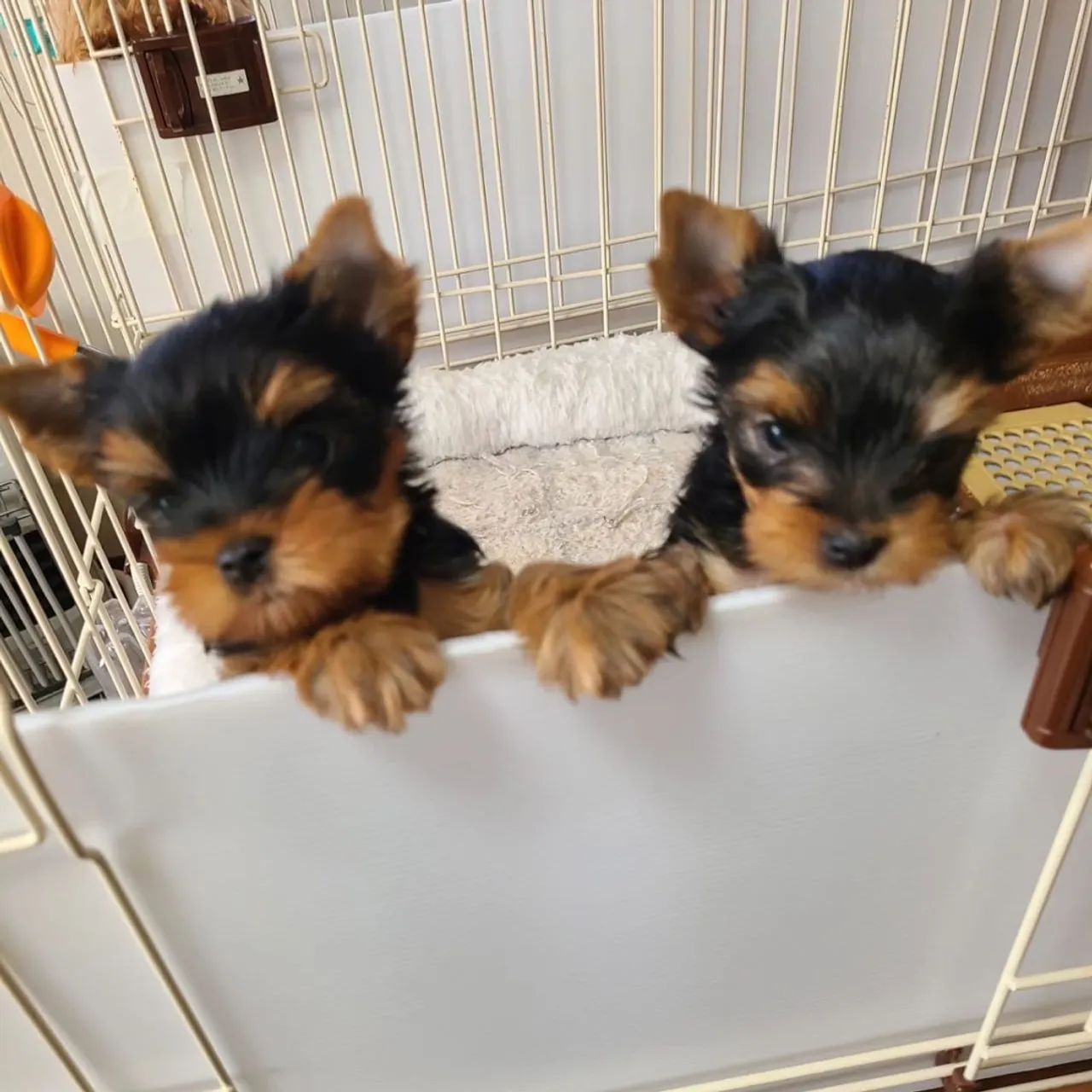 Yorkshire Terrier micro lindos filhotes para alegrar seu lar 