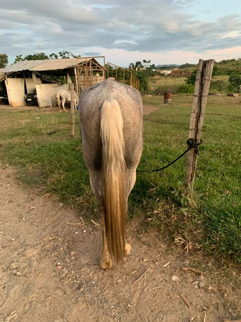 Cavalo troco por outro cavalo/egua/burro/mula - Foto 2