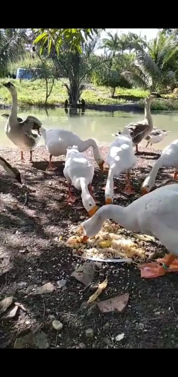 Gansos sinaleiros - Foto 5