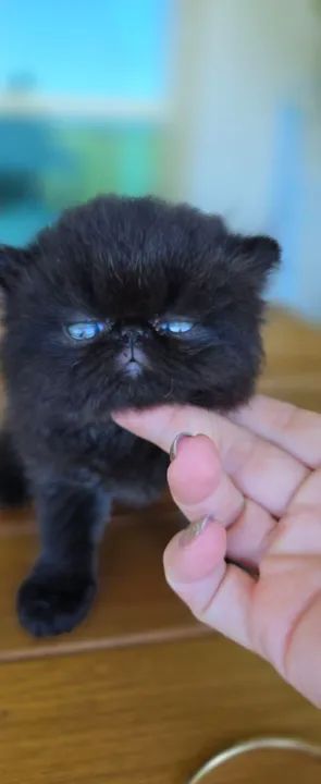 Gatinho Persa black smok  - Foto 4
