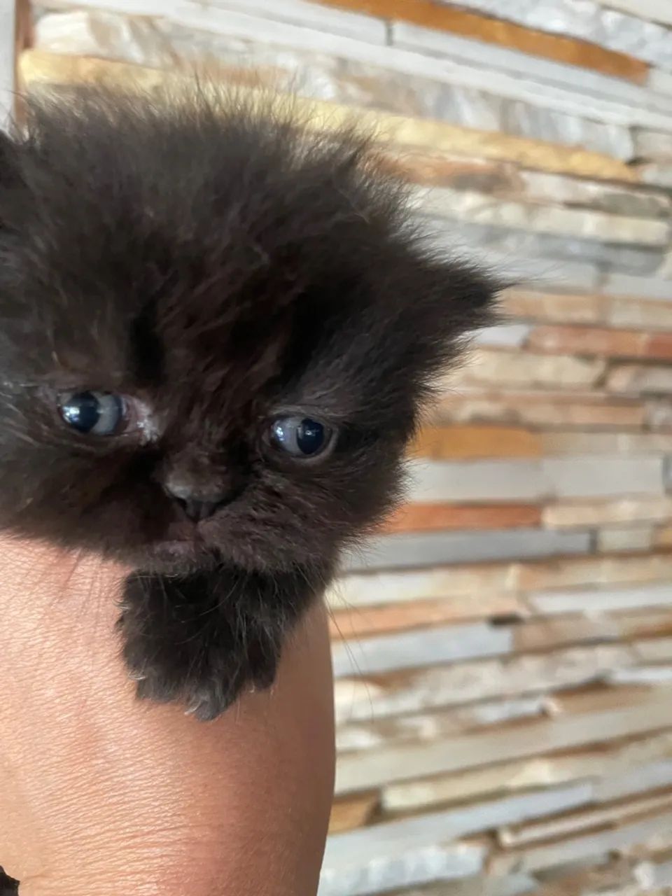 Gatos persa várias cores