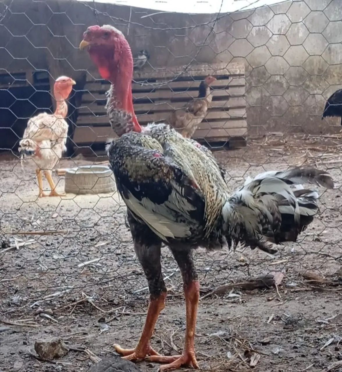 Pintos de vários tamanhos de índio gigantes puro, 