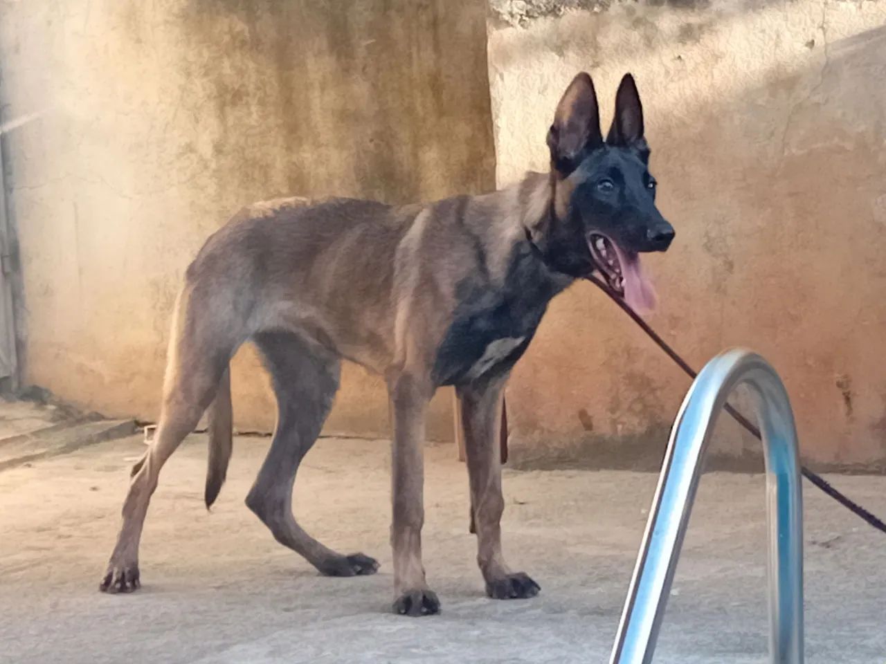 Malinois Fêmea 5 Meses com pedigree CBKC  - Foto 5