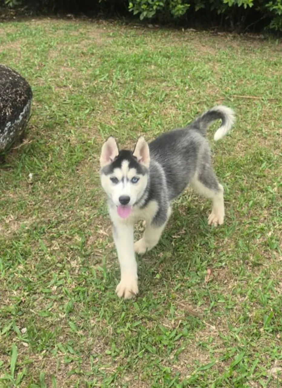 Husky Fêmea 