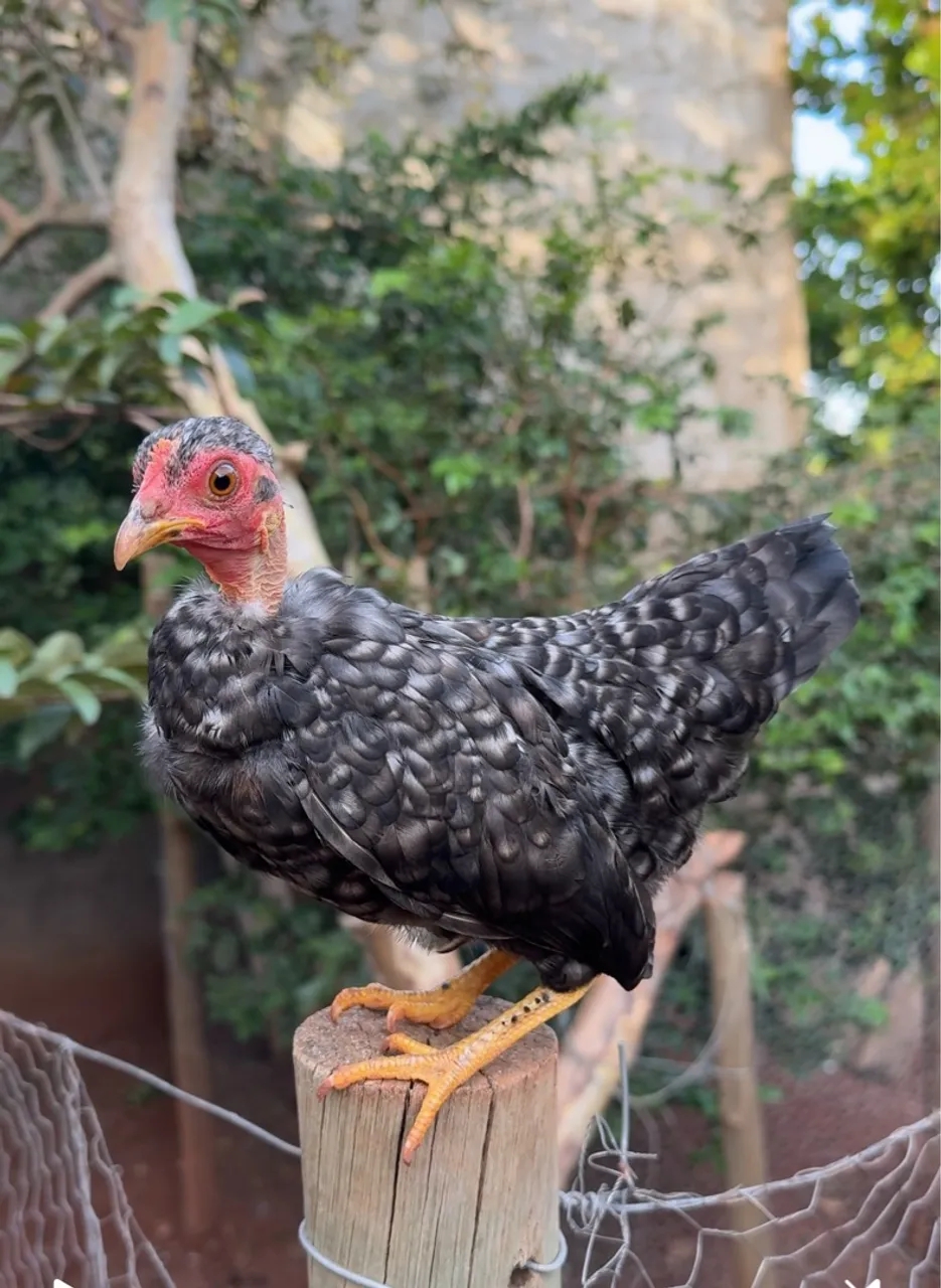 Garnize polaca