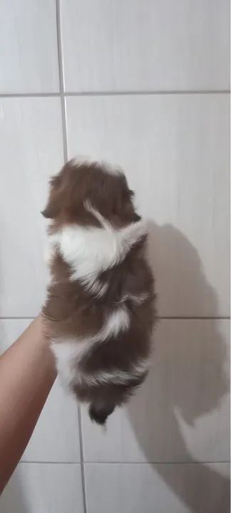 Shitzu femea e macho  - Foto 3