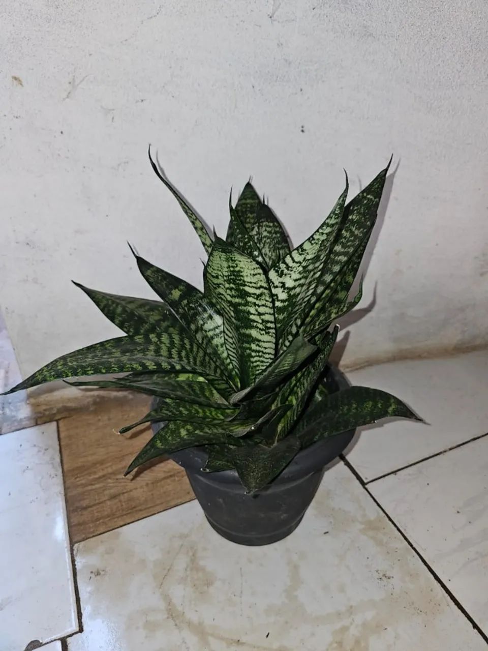 Espada de São Jorge Cilíndrica 