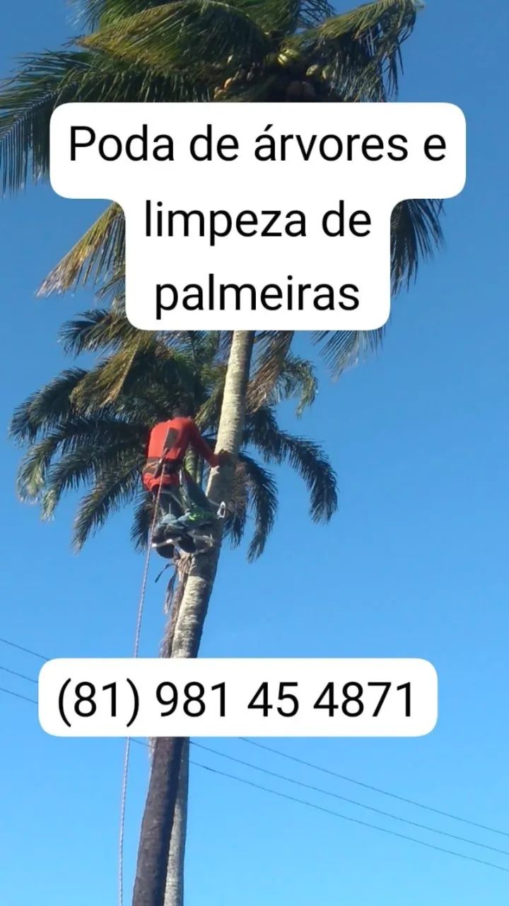 Poda e corte de Árvores - Foto 2