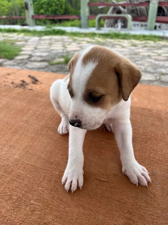 Cachorrinhos comuns - Foto 4