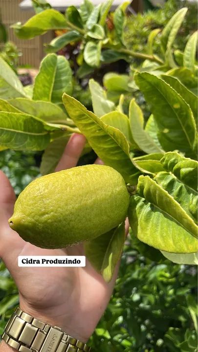 Mudas de Cidra 