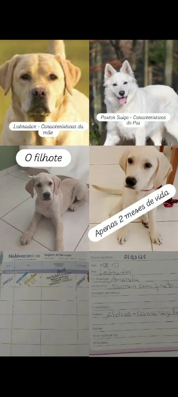 Filhote de Labrador, 2 meses, características únicas!