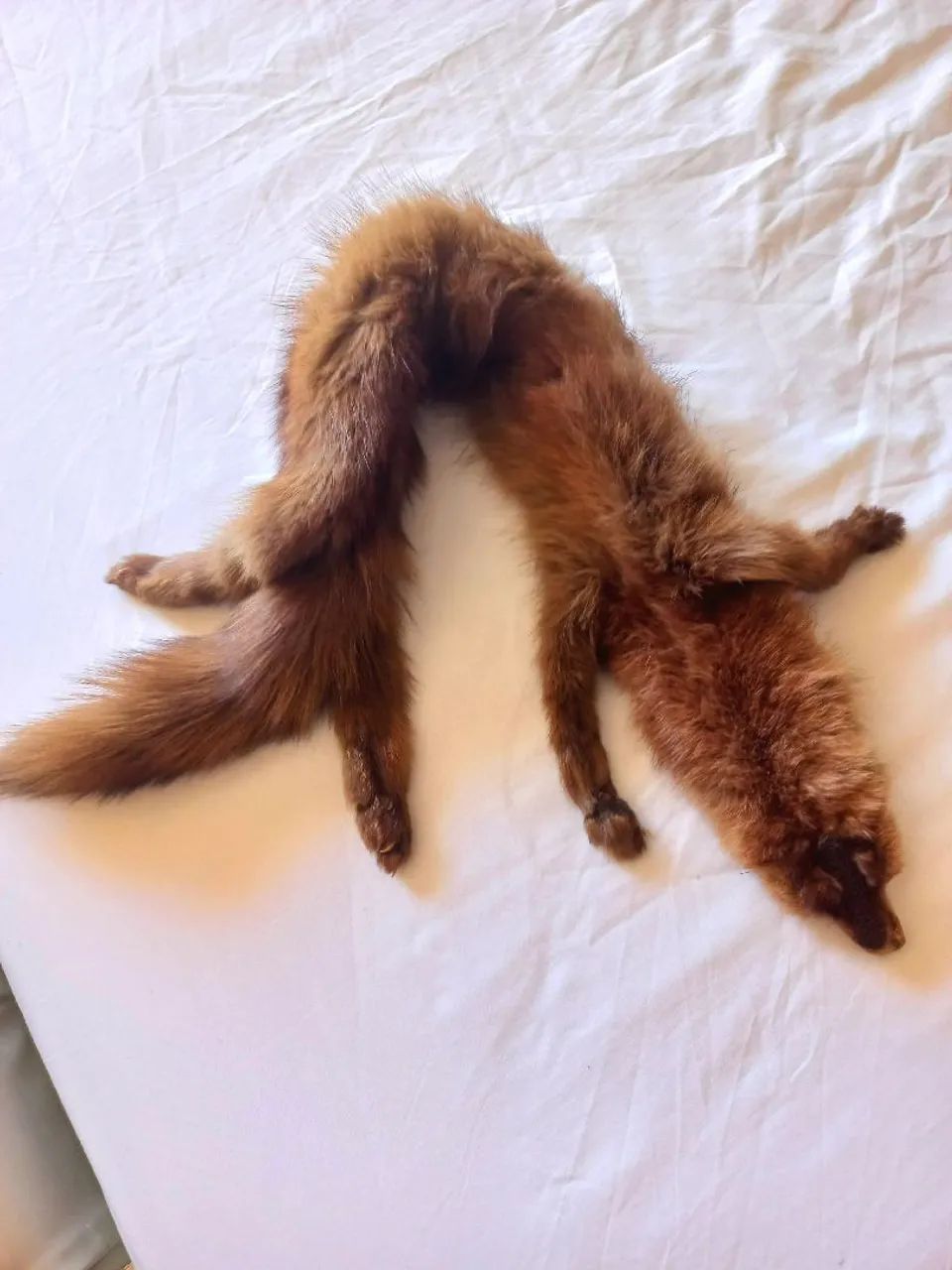 Estola de pele legitima  - Foto 5