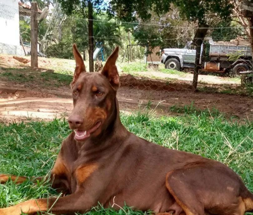 Doberman filhote disponível  - Foto 4