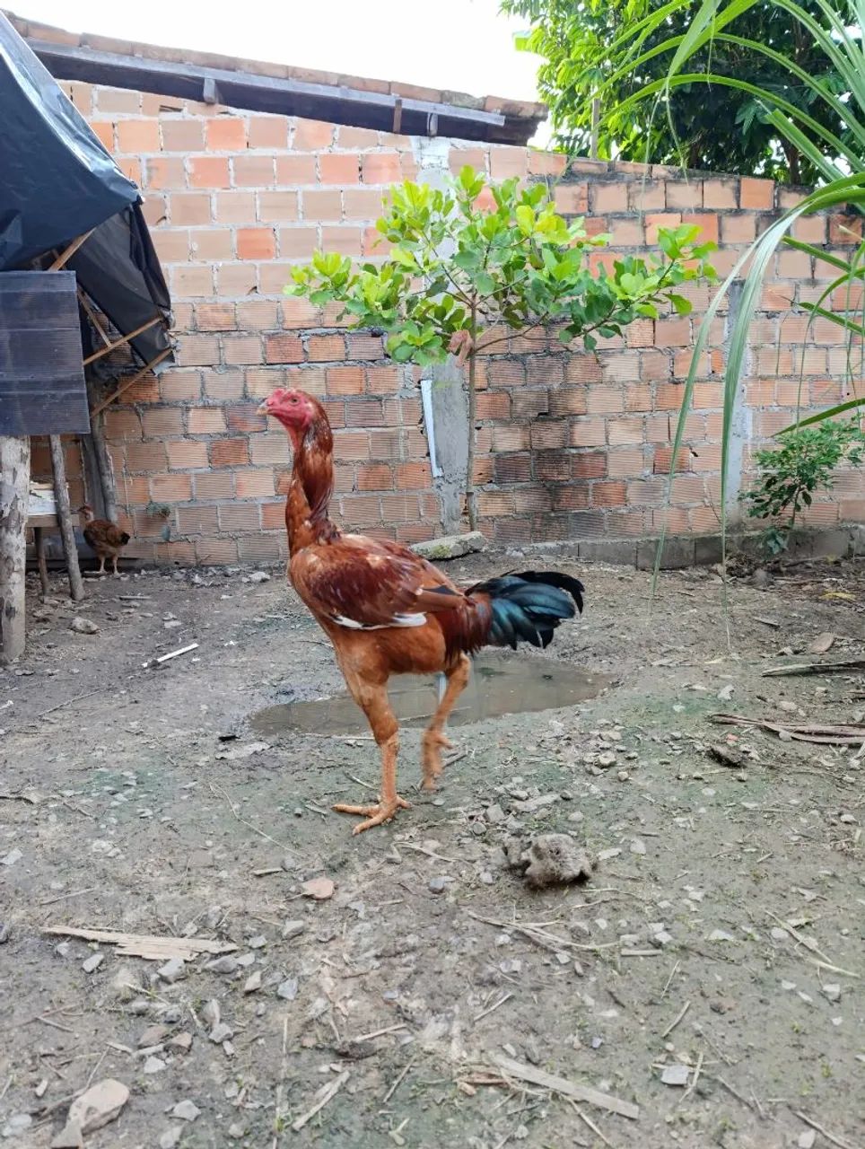 Frango Índio Gigante  - Foto 3