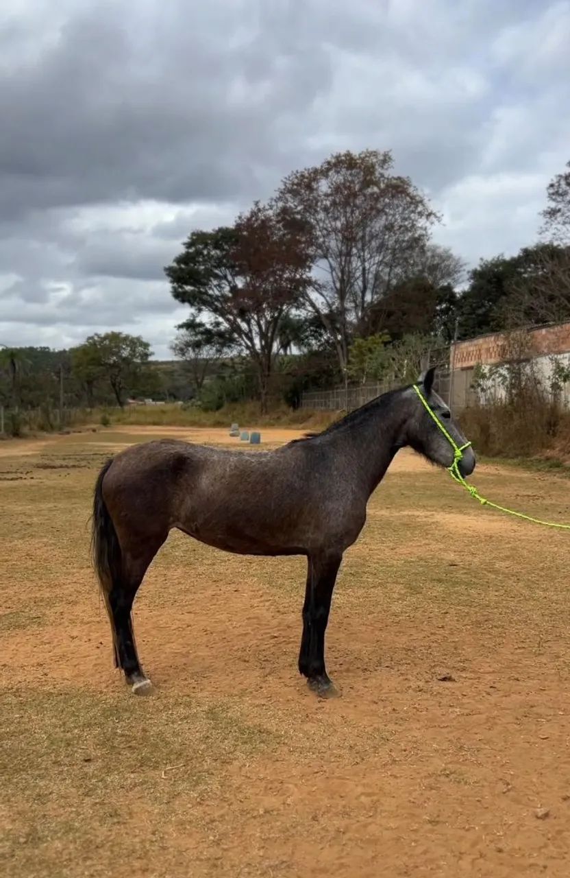 Vendo Potra Tordilha, 3 anos e 9 meses