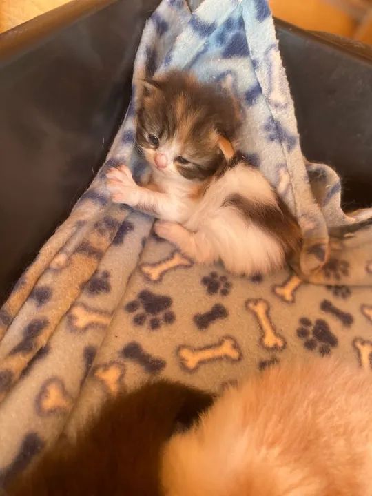 Gatinho Persa disponível para adoção