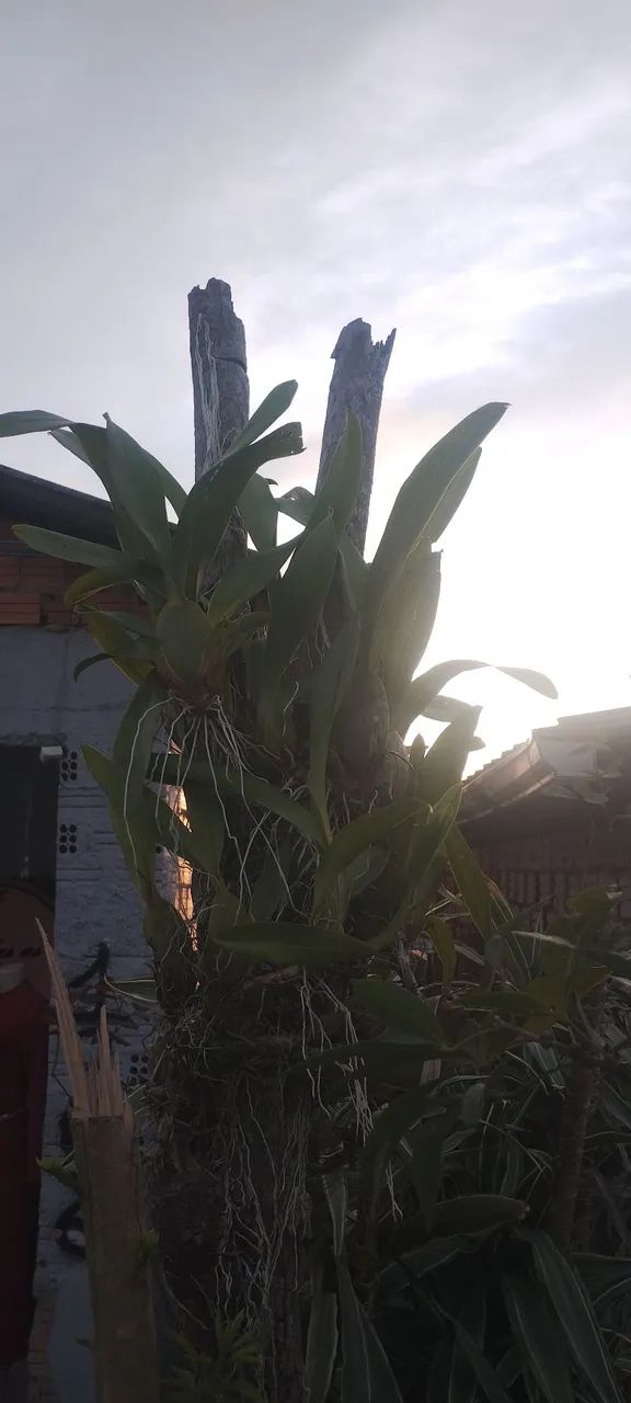 Orquídea Epífita em tronco seco