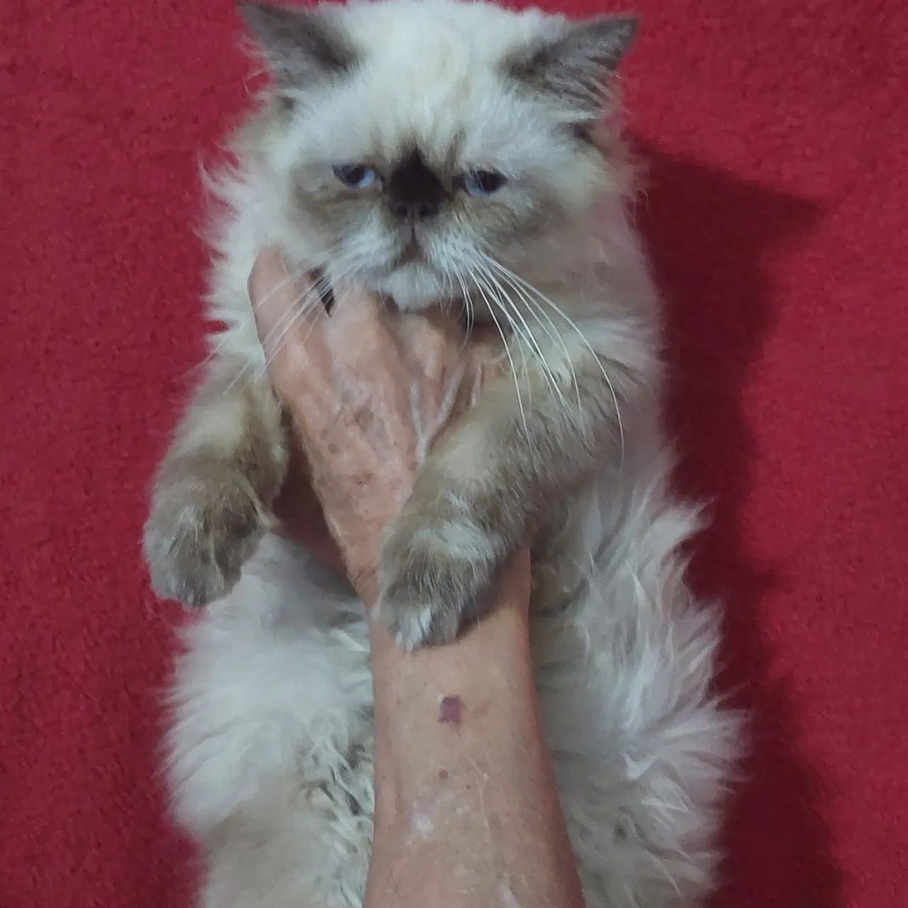 Persa macho com 4 mês com todas as vacinas  - Foto 4